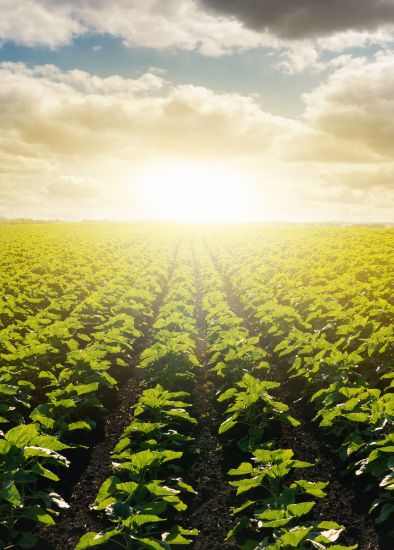 société agricole maroc