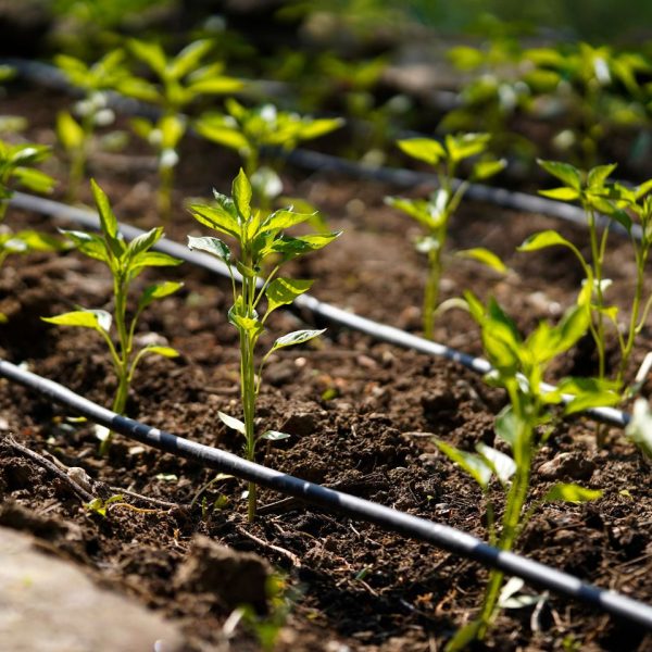 Goutte à goutte agriculture